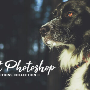 Pet Photoshop Actions Collection